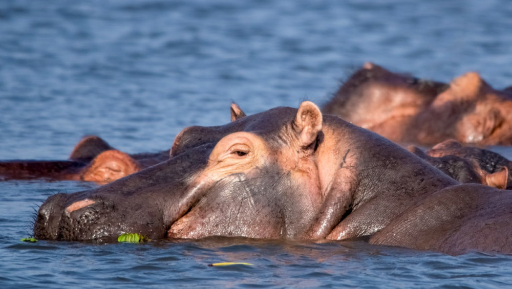 Цікаві факти про бегемотів
