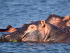 Цікаві факти про бегемотів