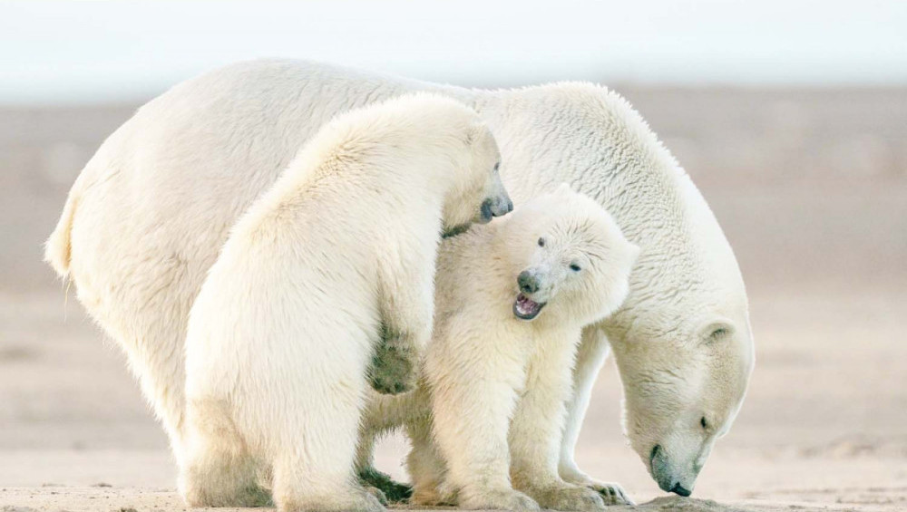 Цікаві факти про білих ведмедів