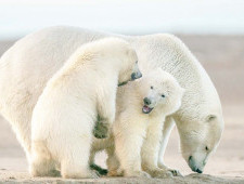 Цікаві факти про білих ведмедів