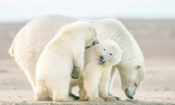 Цікаві факти про білих ведмедів
