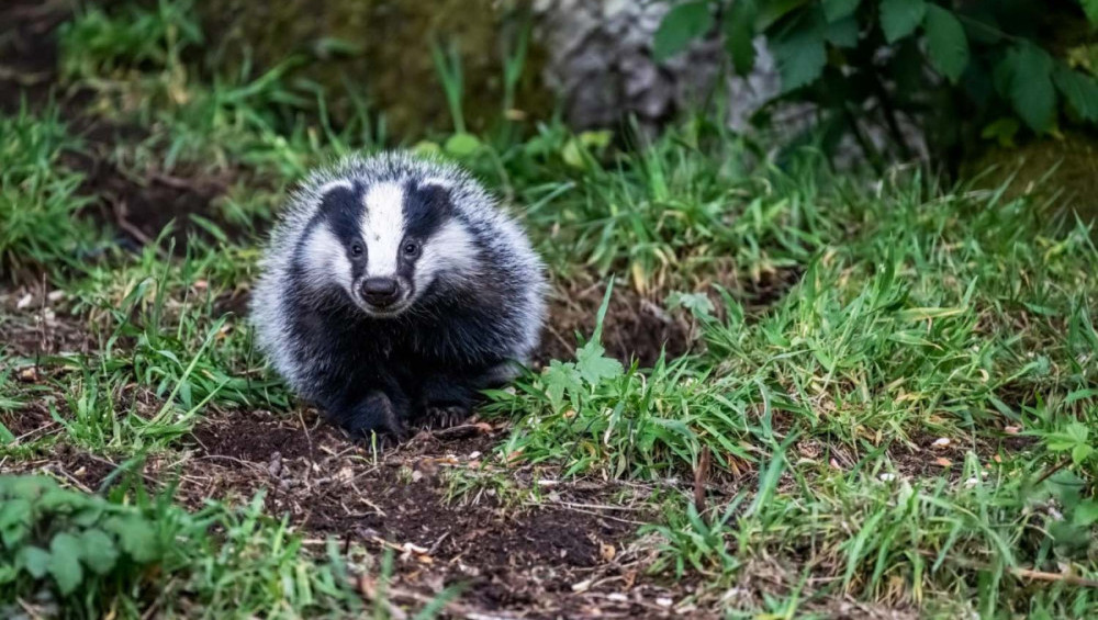 Цікаві факти про борсуків
