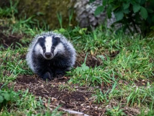 Цікаві факти про борсуків
