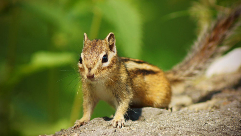 Цікаві факти про бурундуків