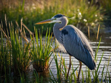 Цікаві факти про чаплю