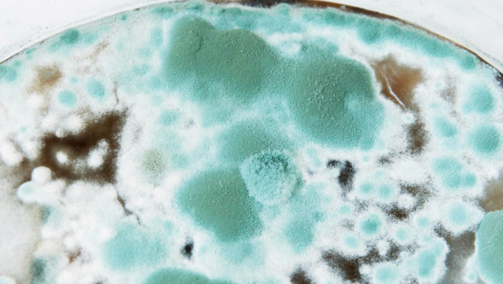 Цікаві факти про цвіль