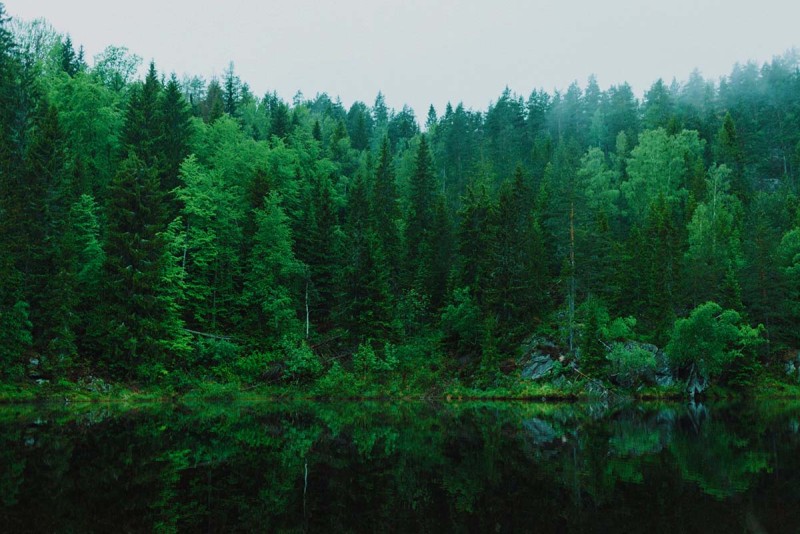 Цікаві факти про дерева