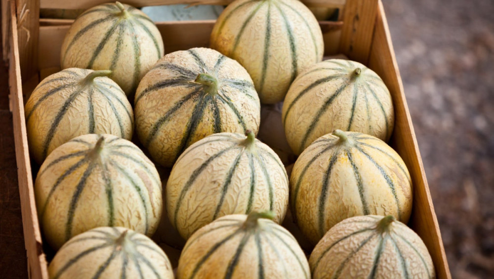 Цікаві факти про дині