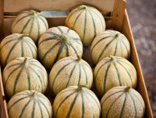 Цікаві факти про дині