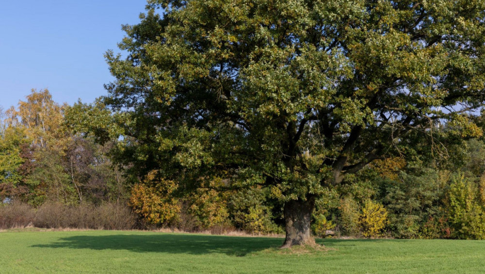 Цікаві факти про дуби