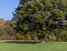 Цікаві факти про дуби