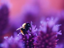 Цікаві факти про джмелів