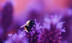 Цікаві факти про джмелів