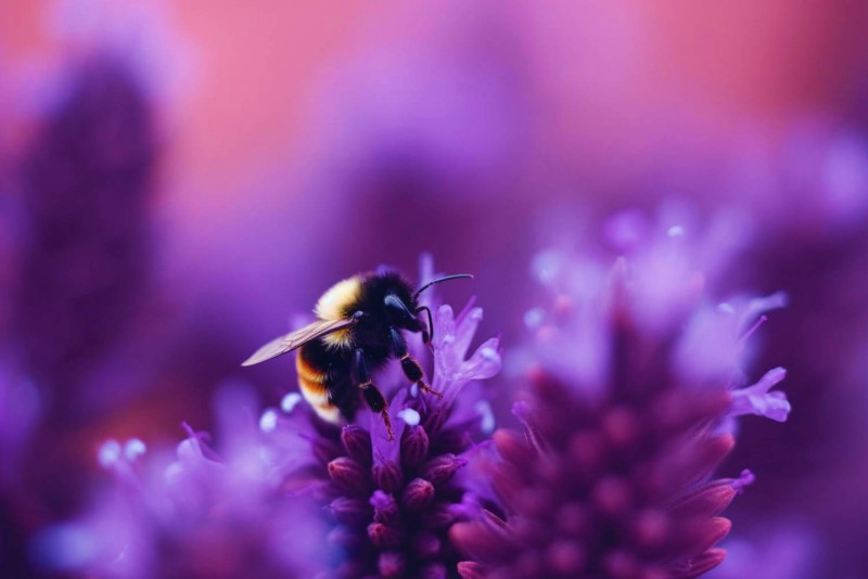 Цікаві факти про джмелів