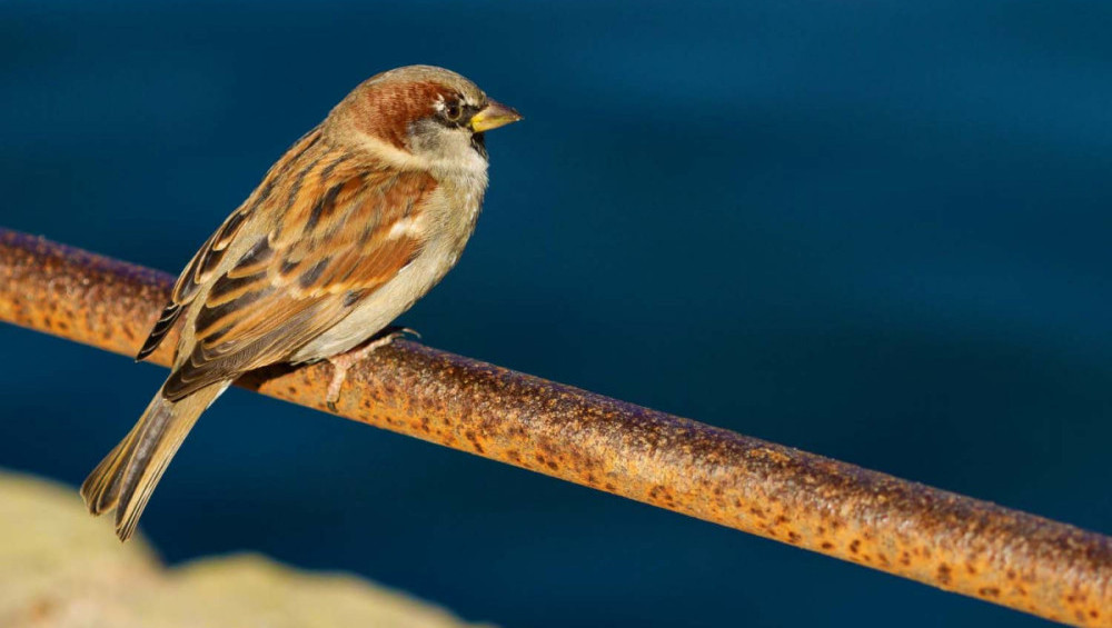 Цікаві факти про горобців