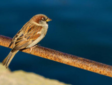 Цікаві факти про горобців