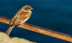 Цікаві факти про горобців
