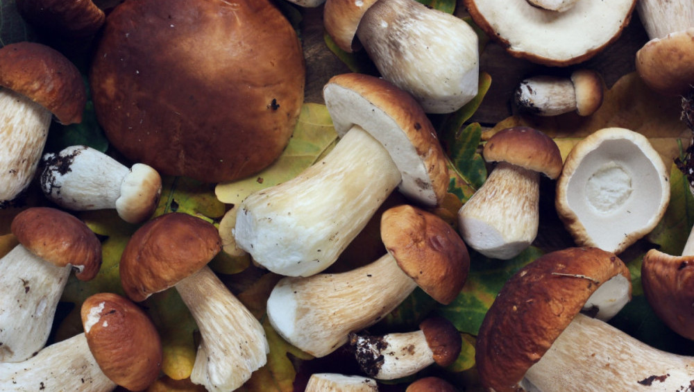 Цікаві факти про гриби