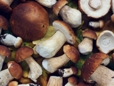 Цікаві факти про гриби