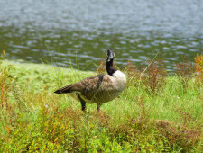 Цікаві факти про гусаків