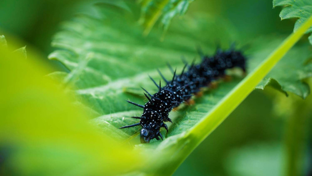 Цікаві факти про гусеницю