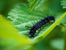 Цікаві факти про гусеницю