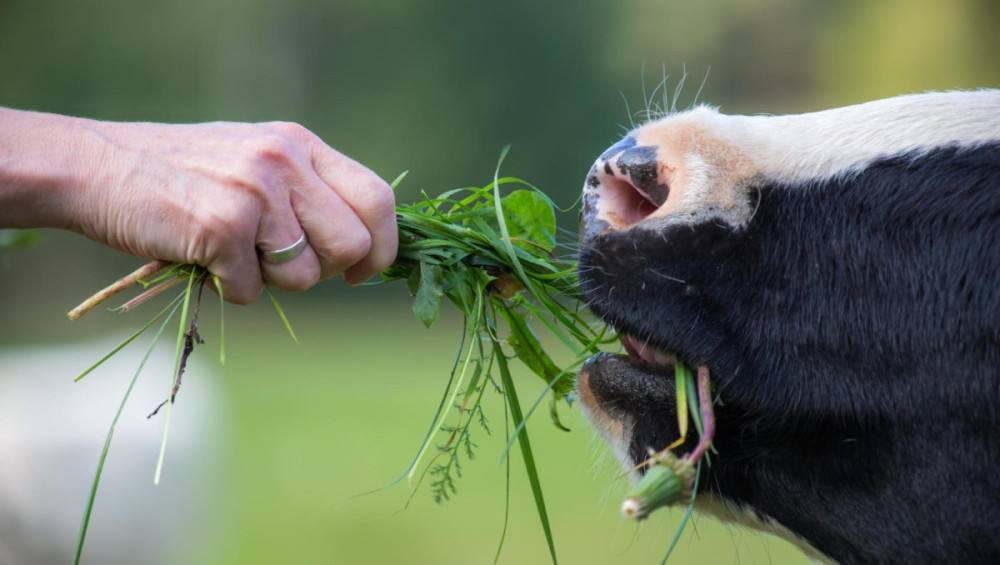 Цікаві факти про харчування тварин