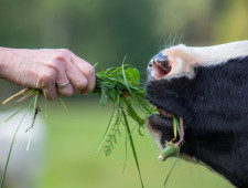 Цікаві факти про харчування тварин