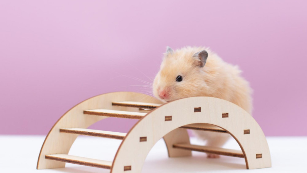 Цікаві факти про хом'яків