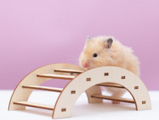 Цікаві факти про хом'яків