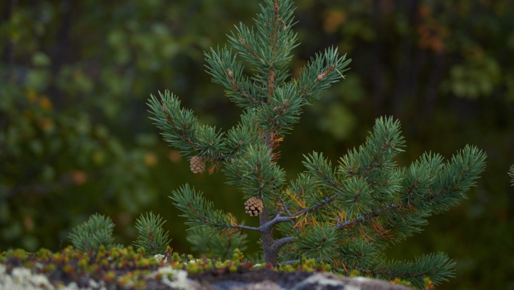 Цікаві факти про ялину
