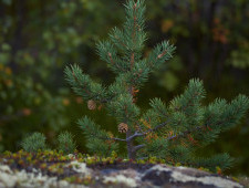 Цікаві факти про ялину