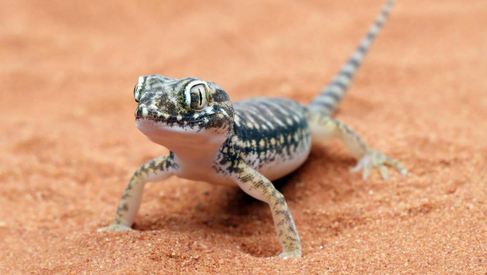 Цікаві факти про ящірок