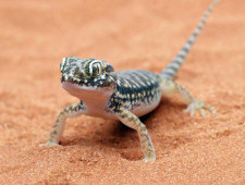 Цікаві факти про ящірок