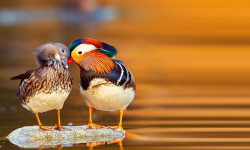 Цікаві факти про качку-мандаринку