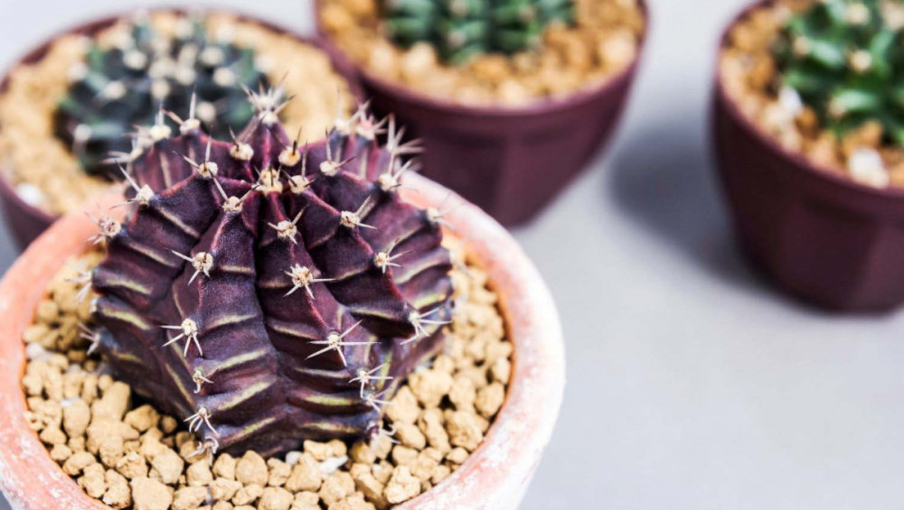Цікаві факти про кактуси