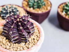 Цікаві факти про кактуси