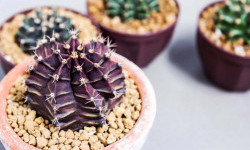 Цікаві факти про кактуси