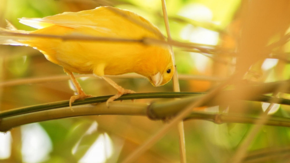 Цікаві факти про канарок