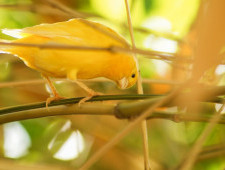 Цікаві факти про канарок