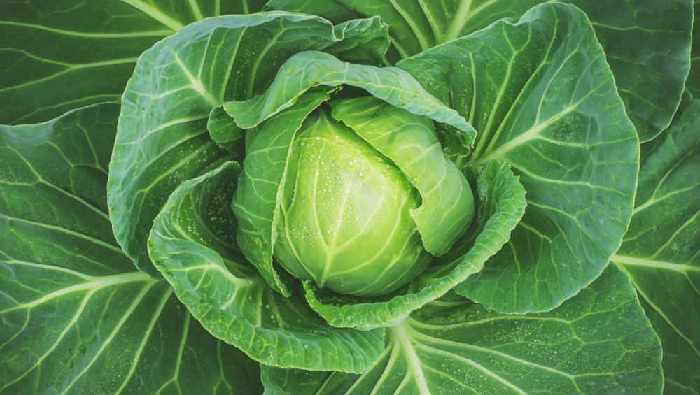 Цікаві факти про капусту