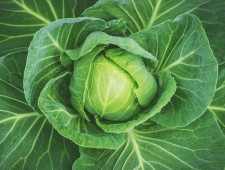Цікаві факти про капусту