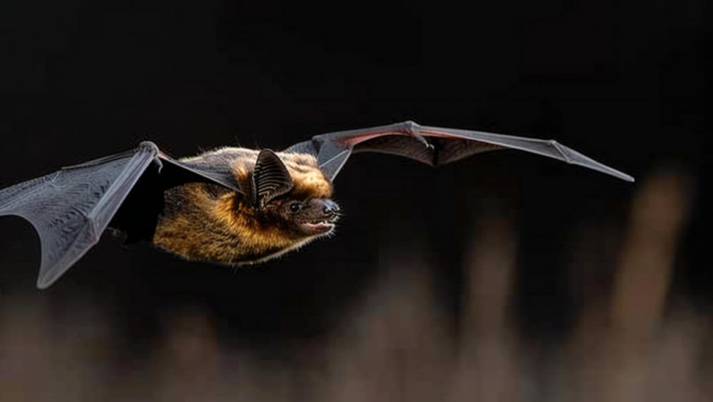 Цікаві факти про кажанів