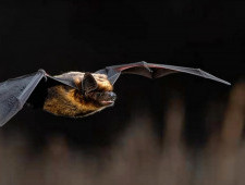 Цікаві факти про кажанів