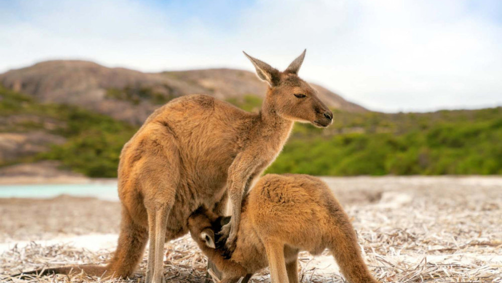 Цікаві факти про кенгуру