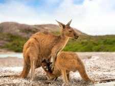 Цікаві факти про кенгуру