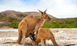 Цікаві факти про кенгуру