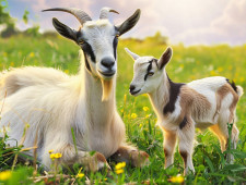 Цікаві факти про кіз