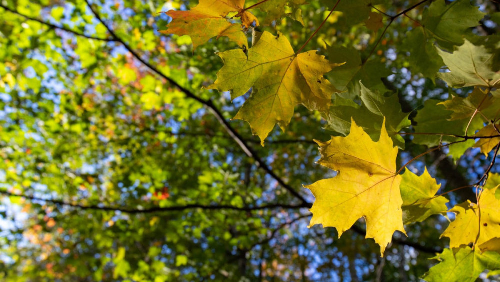 Цікаві факти про клен