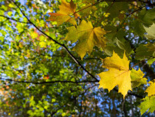 Цікаві факти про клен